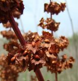 Rumex stenophyllus