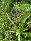 Gentiana decumbens. Зацветающее растение. Респ. Хакасия, Бейский р-н, р. Уй, южный горный разнотравный склон. 16.05.2013.