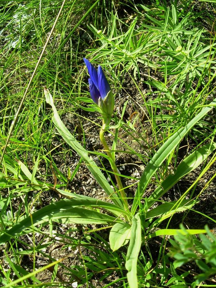 Изображение особи Gentiana decumbens.