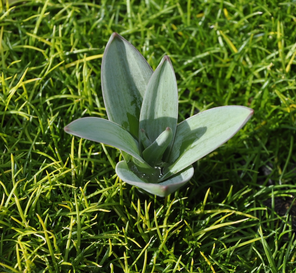 Изображение особи Allium cyrilli.