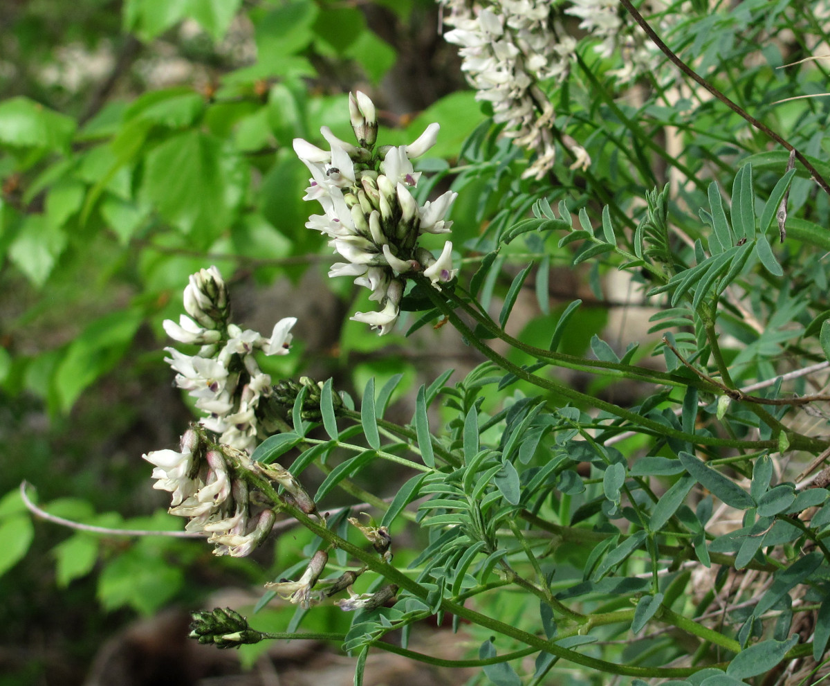 Изображение особи Astragalus gorczakovskii.