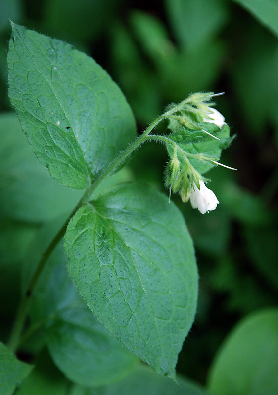 Image of Symphytum tauricum specimen.