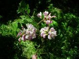 Robinia × ambigua. Ветка с соцветиями. Ставропольский край, г. Кисловодск, Крестовая гора, на территории санатория им. М. Горького, в посадках (43°53′55,24″ с.ш., 42°43′18,54″ в.д.). 05.06.2014.