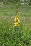 Verbascum spectabile