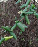 Lonicera japonica. Часть ветви; виден аномальный лист. Краснодарский край, Сочи, окр. Адлера. 16.02.2015.