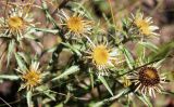 Carlina biebersteinii