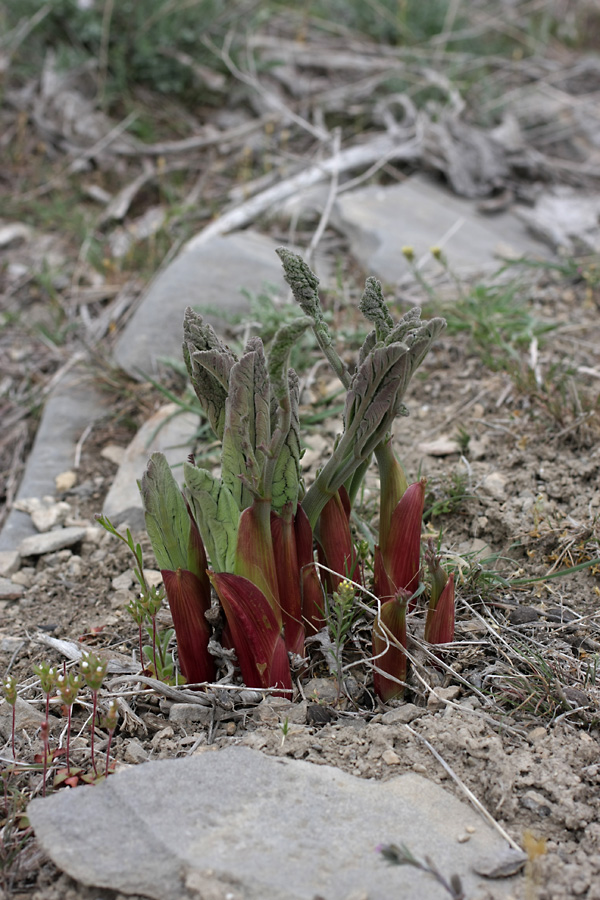 Изображение особи Ferula tenuisecta.