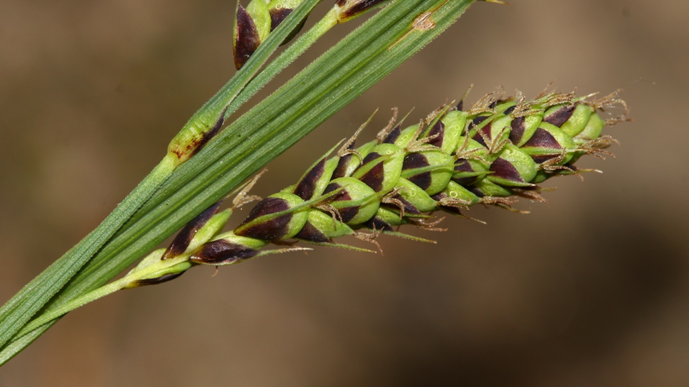 Image of Carex gmelinii specimen.