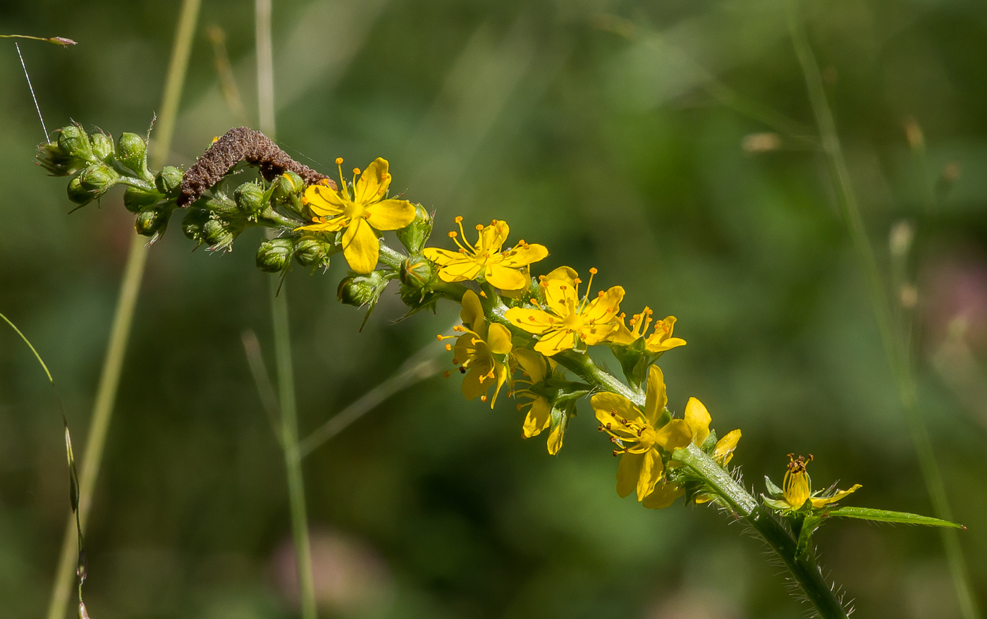 Изображение особи Agrimonia pilosa.