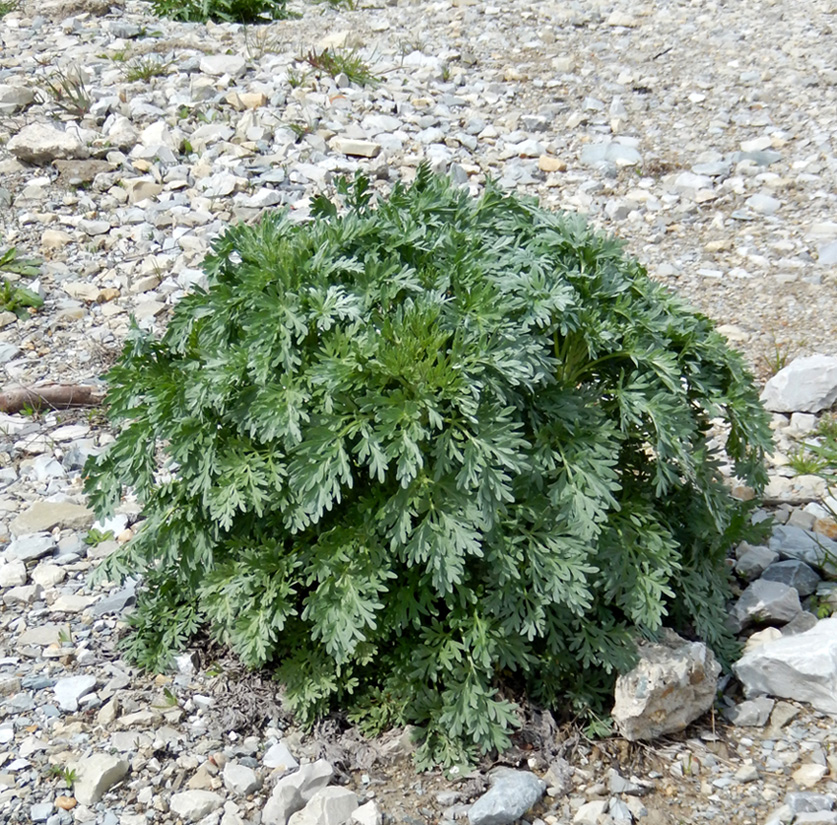 Изображение особи Artemisia absinthium.