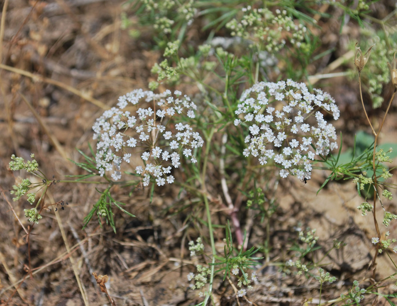 Изображение особи Aphanopleura capillifolia.