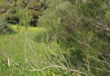 Grevillea hodgei