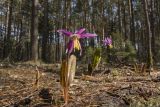 Erythronium sibiricum