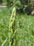 Asparagus officinalis. Молодой генеративный побег с сидящей спаржевой трещалкой (Crioceris duodecimpunctata). Марий Эл, г. Йошкар-Ола, мкр-н Гомзово, в культуре. 11.06.2017.