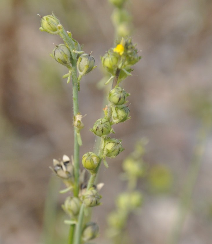 Image of Linaria simplex specimen.