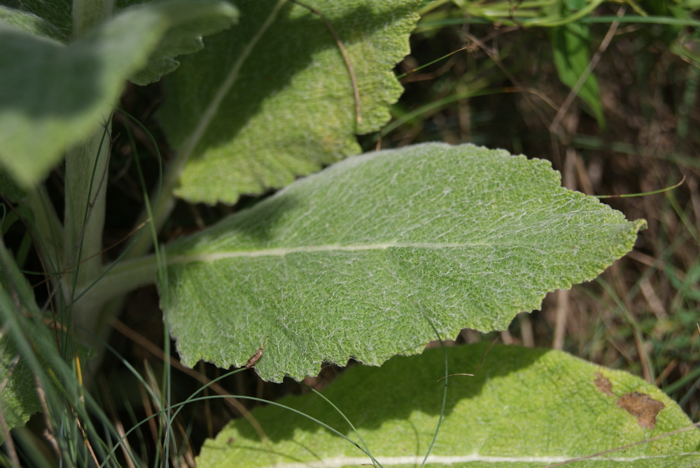 Изображение особи Salvia aethiopis.