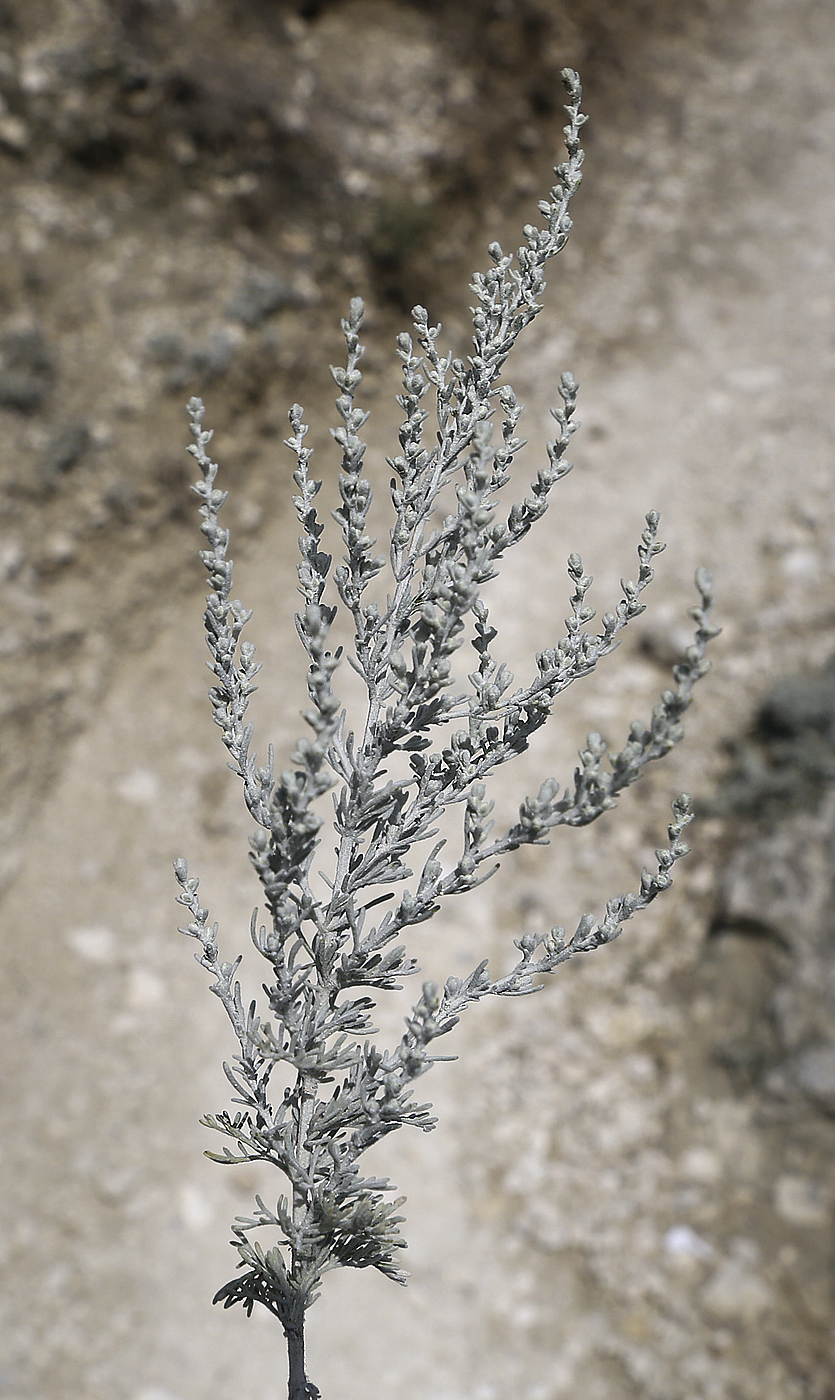 Изображение особи Artemisia lercheana.