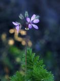 Erodium cicutarium. Верхушка цветущего растения. Пермский край, Нытвинский р-н, окр. с. Григорьевское, обочина грунтовой дороги, вдоль клеверного поля. 14.10.2017.