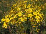 Senecio erucifolius