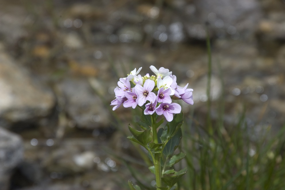 Изображение особи Cardamine seidlitziana.