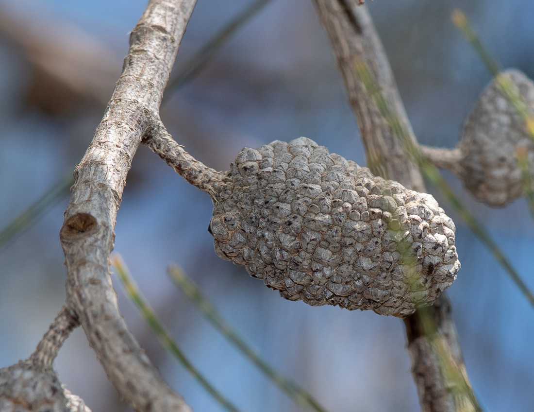 Изображение особи Allocasuarina inophloia.