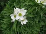 Anemonastrum fasciculatum