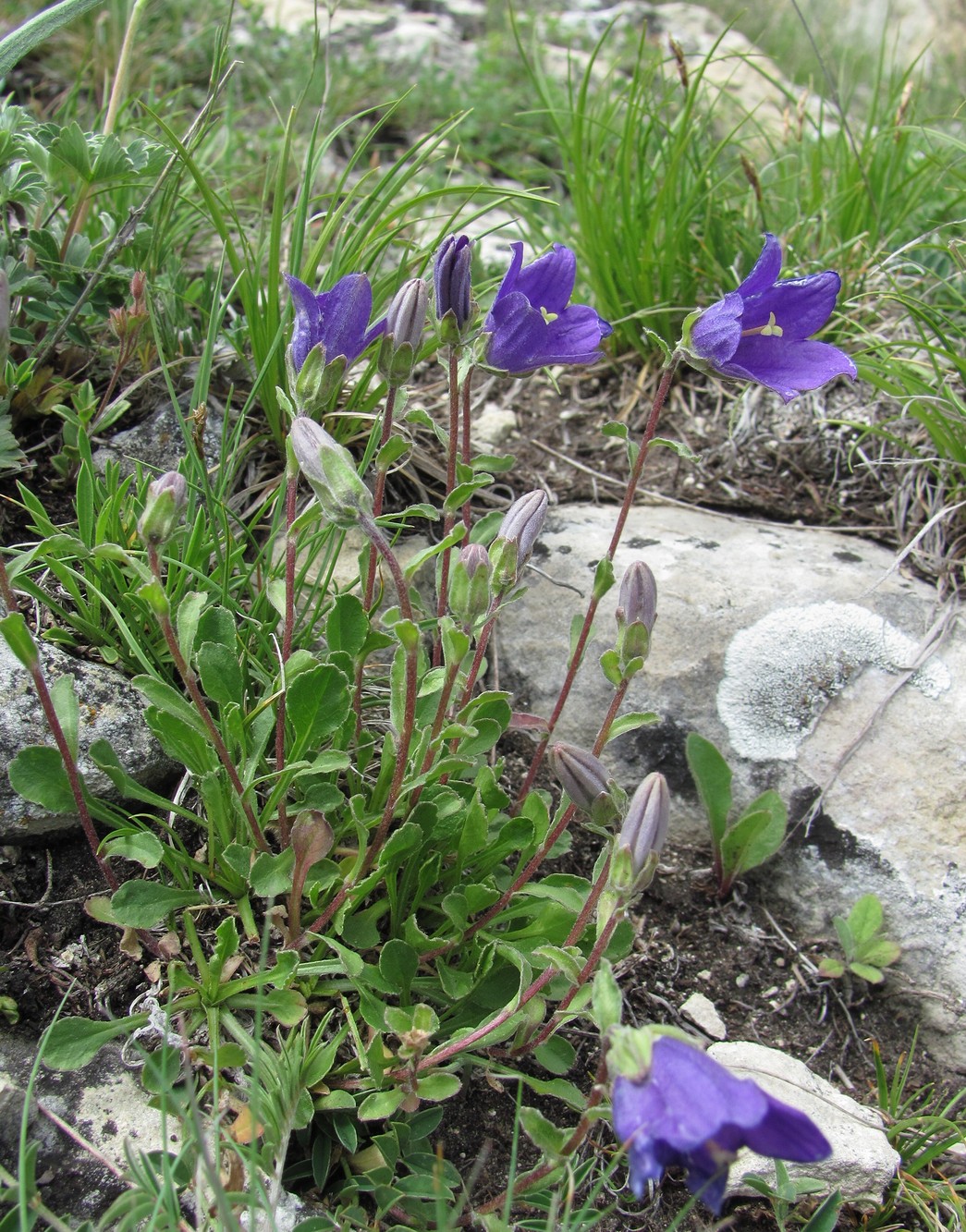 Изображение особи Campanula argunensis.