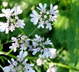 Coriandrum sativum