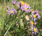 Aster bessarabicus