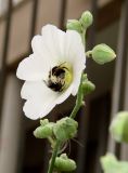 Alcea rosea