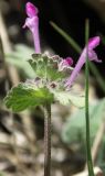 Lamium amplexicaule. Верхняя часть побега с цветами. Израиль, конец марта.