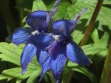 Delphinium brachycentrum ssp. beringii