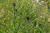 Carlina biebersteinii