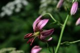 Lilium pilosiusculum