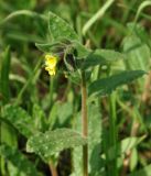 Nonea flavescens