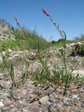 Persicaria maculosa. Цветущее растение. Южный Казахстан, Жамбылская обл., пойма р. Асса, галечник. 25 июня 2021 г.