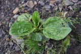 Plantago major