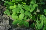 Potentilla centigrana