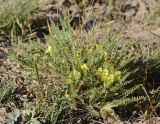 Astragalus subinduratus