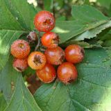 Crataegus maximowiczii. Соплодие с повреждёнными плодами. Хабаровский край, окр. г. Комсомольск-на-Амуре, опушка леса. 28.08.2023.