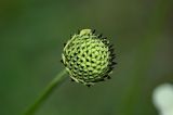 Cephalaria gigantea