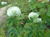 Trifolium pratense разновидность albiflorum. Верхушка цветущего растения. Московская обл., ГО Подольск, мкр-н Климовск, обочина грунтовой дороги. 14.09.2023.