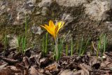 Crocus angustifolius