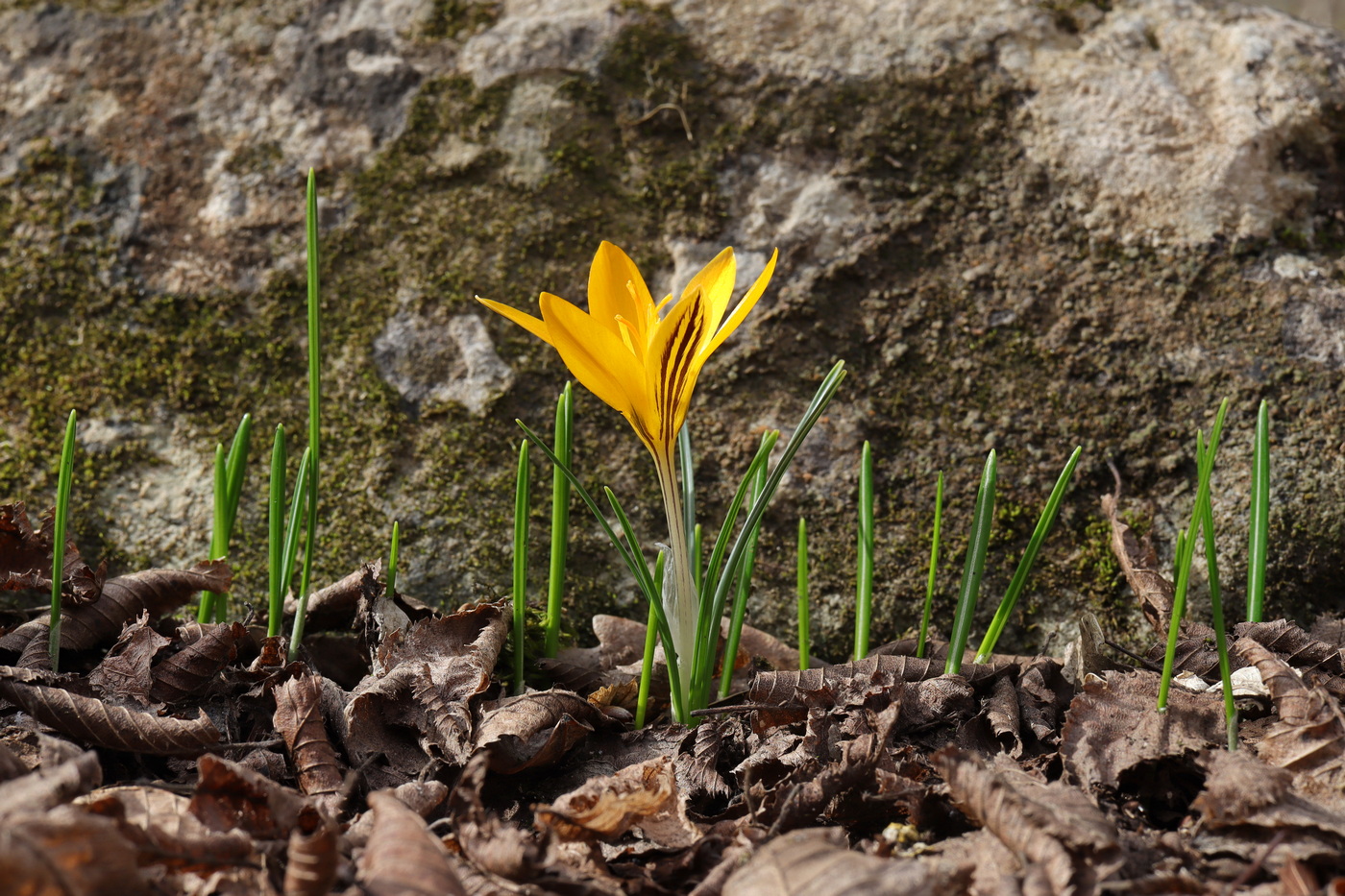 Изображение особи Crocus angustifolius.