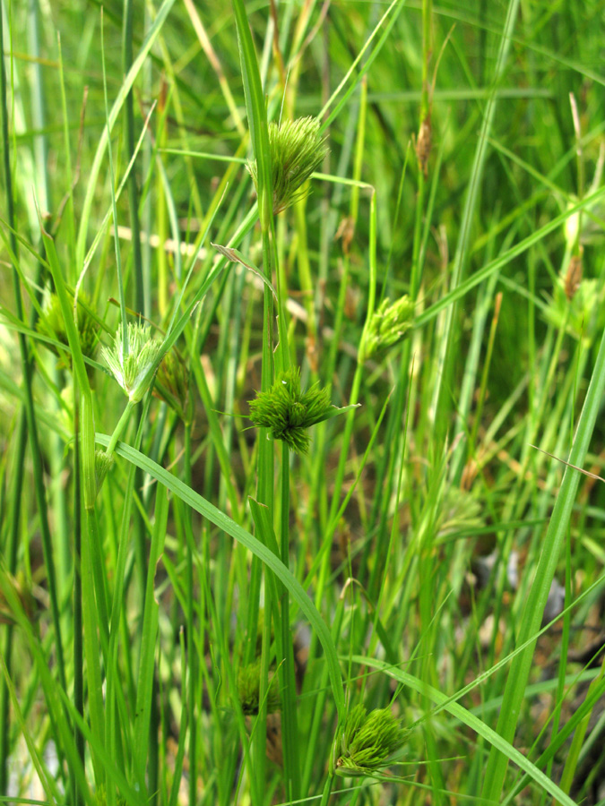 Изображение особи Carex bohemica.