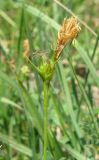 Carex michelii