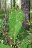 Salix aurita. Лист. Архангельская обл., Вельский р-н, заболоченный сфагновый лес. 15.08.2012.