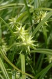 Carex grayi