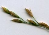 Poa nemoralis