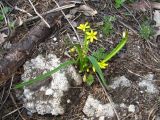 Gagea lutea. Цветущее растение. Украина, г. Запорожье, о-в Хортица. 16.03.2013.